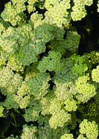 Achillea millefolium 'Hoffnung'